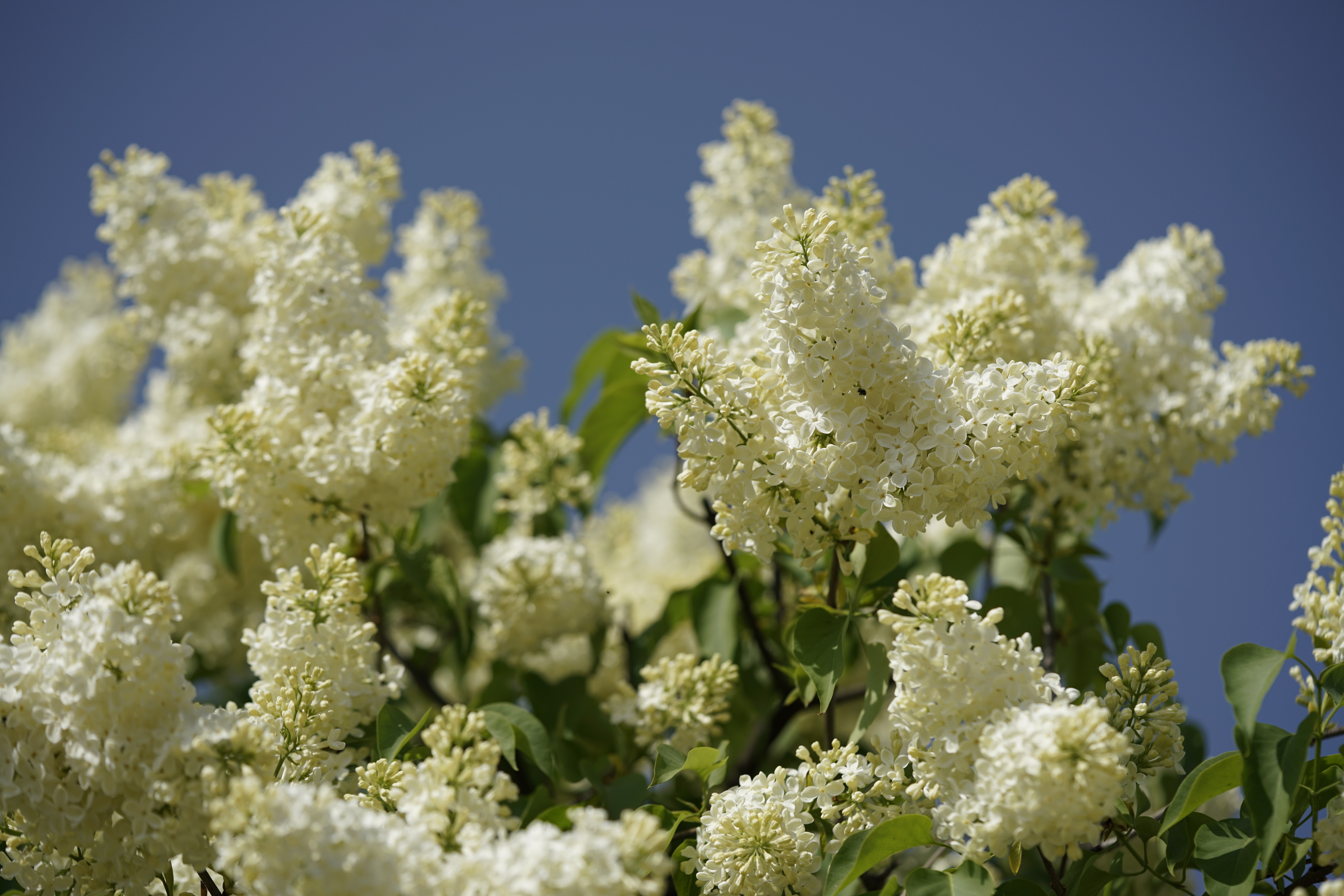Syringa vulgaris ''Primrose'' 